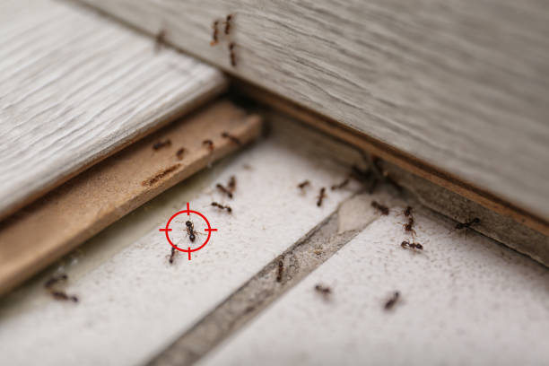 Best Emergency Pest Control  in Mansura, LA