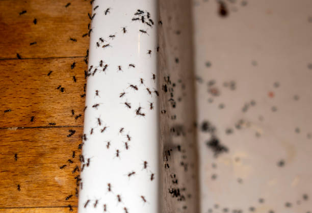 Spider Control Near Me in Mansura, LA