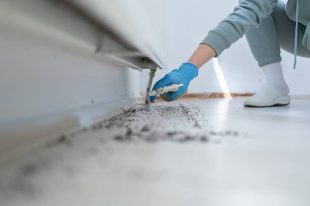 Best Bed Bug Extermination  in Mansura, LA
